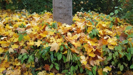 Herbstlaub unter einem Baum