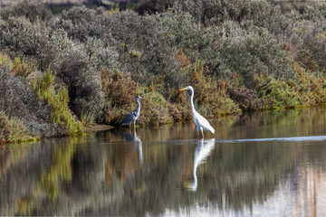 Grey heron and Great egret Face to Face in natural area 