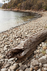 Washed ashore tree trunk