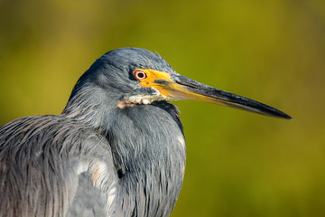 Heron 