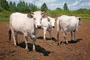 Cows on the farm
