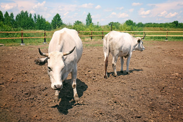 Cows on the farm