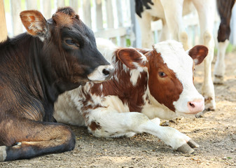 Obraz na płótnie Canvas Calfs on farm