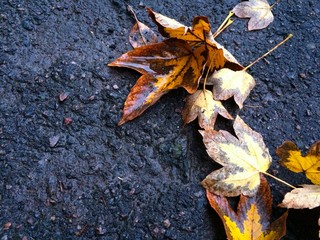 Осенние листья на земле