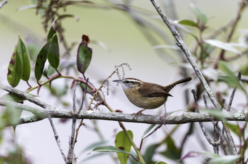 Carolina Wren on branch