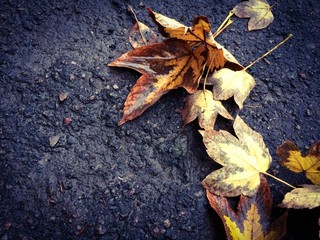 Осенние листья на земле