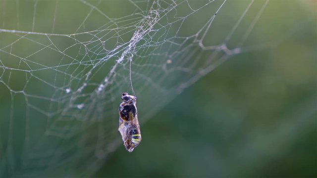 Spider hunting his victim against green background