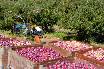 Harvesting Organic Red Apples