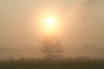 Sunrise and foggy in the morning.