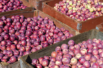 Harvesting Organic Red Apples