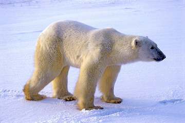 Obraz na płótnie Canvas Polar Bear standing on tundra Ice, Hudson Bay, Canada