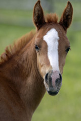 Head of few week old chestnut Foal standing at pasture