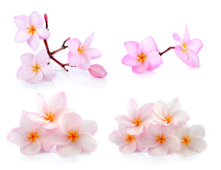  frangipani (plumeria) on white background