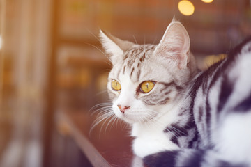 Beautiful tabby cat.