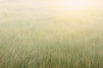 Abstract meadow in the morning natural background.