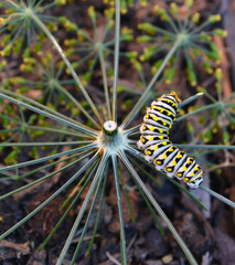 Swallowtail Caterpillar/Swallowtail Caterpillar crawling on Dill Flowers.