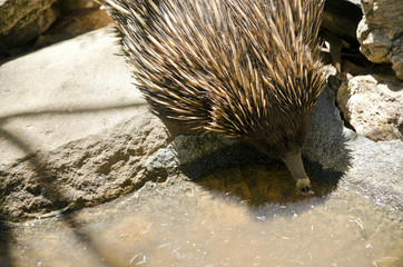 echidna