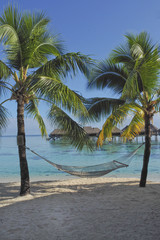 Fototapeta na wymiar Hängematte zwischen Palmen, Moorea, Tahiti, Südsee.