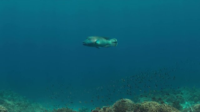 Napoleon on a coral reef. Humphead wrasse. 4k footage