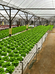 Food production in hydroponic plant, lettuce