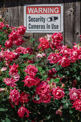 Protecting the Beauty