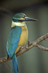 forest kingfisher
