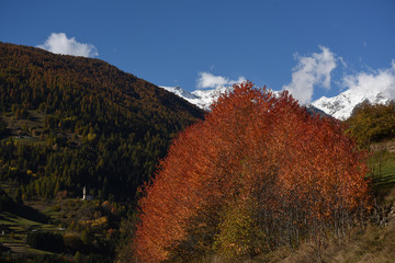 montagna autunno alberi colori autunno albero rosso color 