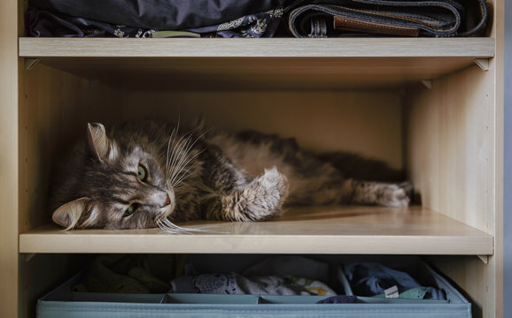 Chewie the cat resting on a wardrobe shelf 2
