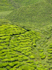 Beautiful tea plantation, picturesque hills