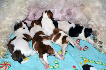 Four Nursing Pups/Four newborn Shih Tzu puppies nursing