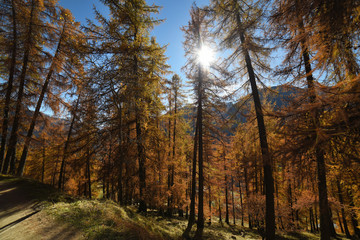 autunno paesaggio autunnale alberi autunno larici montagna colore autunno piante montagna 