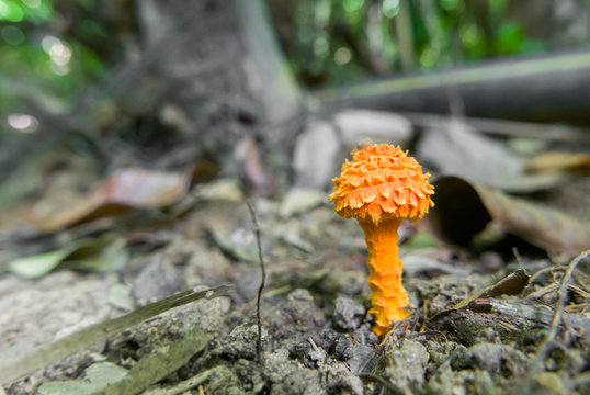 Rare tropical orange mushroom from south Asia, Cystoagaricus