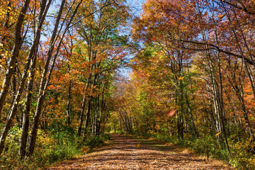 Fototapeta na wymiar Falling Leaves on the Trail