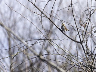 Fox Sparrow stare