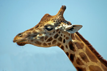 Giraffe