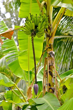 Banana tree with flower and fruits