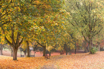 Herbstlandschaft mit bunten Blättern an den Bäumen