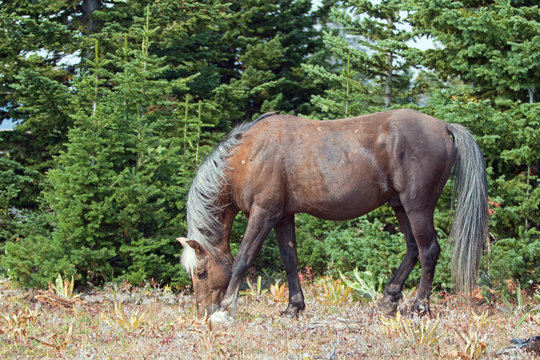 Wild Horse - Sooty colored Palomino Stallion in the Pryor Mountain Wild Horse range in Montana United States