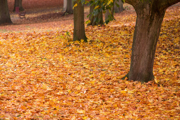 Fototapeta na wymiar Herbstlandschaft mit bunten Blättern an den Bäumen
