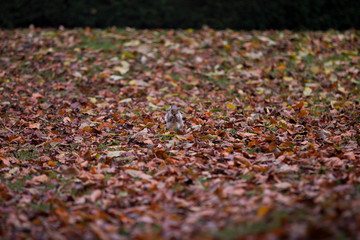 Ein Eichhörnchen sitzt im Herbstlaub