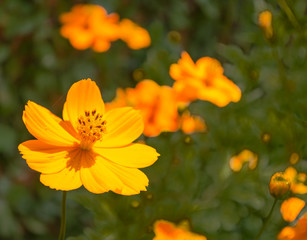 Blooming yellow  cosmos.