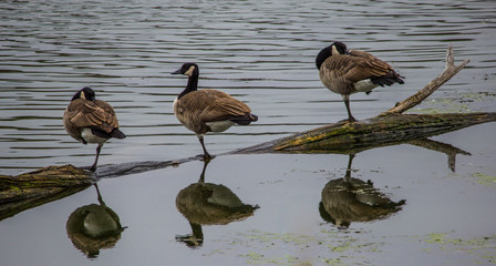 Sleeping Geese