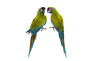 Beautiful macaw, Green macaw isolated on white background