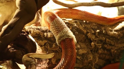 a corn snake shedding skin in terrarium. Pantherophis guttatus is a North American specie of rat snake that subdues its small prey by constriction.