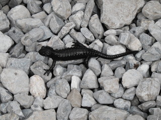 lünersee - alpensalamander
