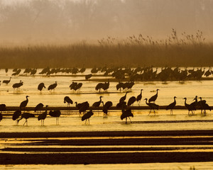 Fototapeta na wymiar Sand Hill Cranes at sunrise