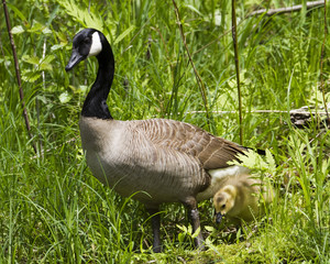 Cute baby canada goose and mother.