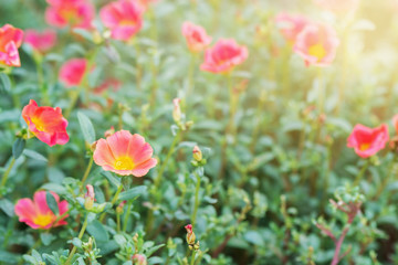 Obraz premium Pink flowers in soft warm light. Vintage autumn landscape blurry