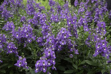 보라색 안젤로니아꽃