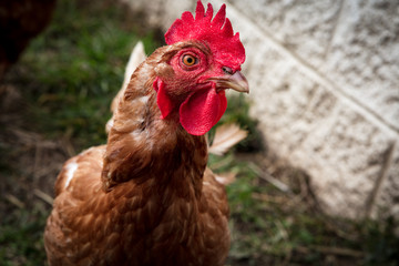 heritage chicken breed